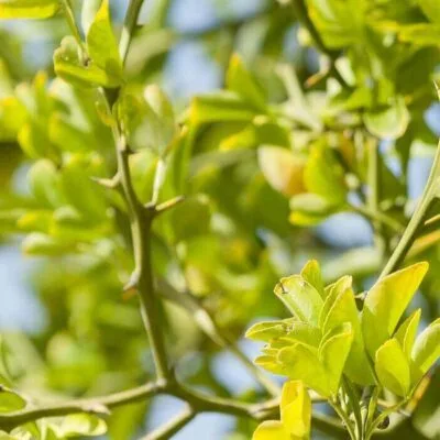 succo di bergamotto proprietà