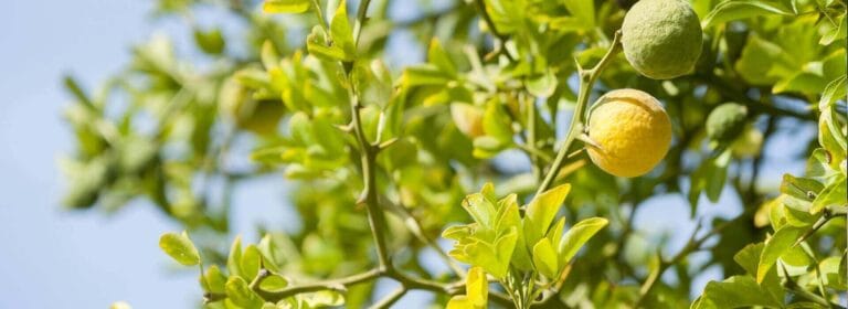 Succo di Bergamotto